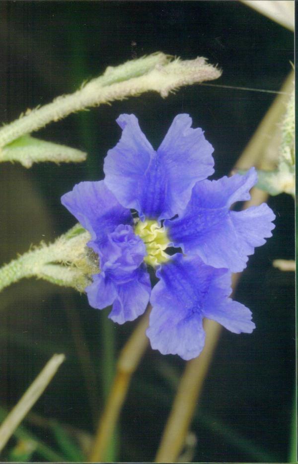 Dampiera marifolia